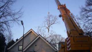 Bomen rooien in Oss